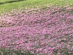 cherrypetals.jpg