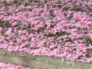 cherryblossoms.jpeg