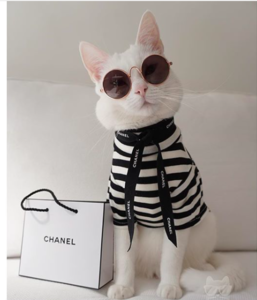 catchanel.jpg.png