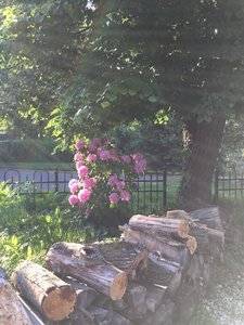 flowersfrontyard.jpg