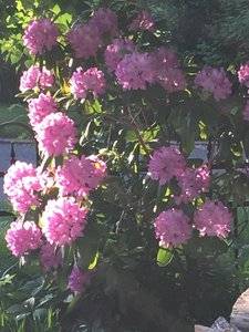 flowersfrontyard.jpeg
