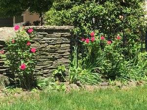 rosesfrontyard.jpg