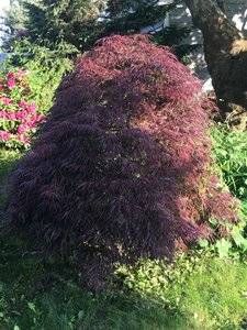 redmaplebush.jpg