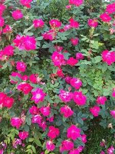 20180602_092628.jpg