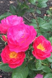 IMG_7381.JPG