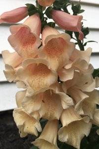 IMG_7387.JPG