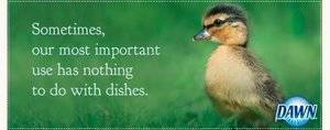 dawn ducks.jpg