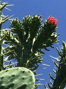 IMG_7625.JPG