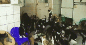 tomorrow-is-caturday.gif