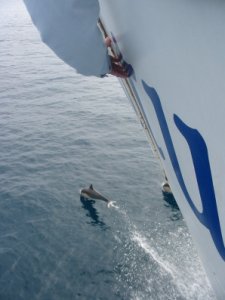 dolphinssd.jpg
