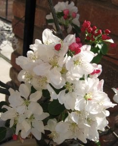 garden 2006 crabapple.jpg