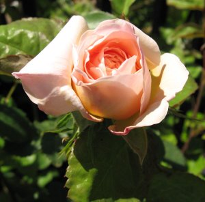 garden 2006 abraham.jpg
