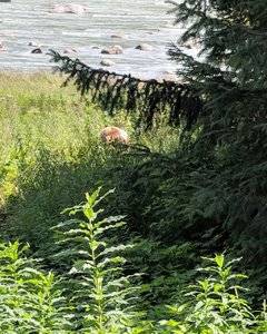 grizz mom in grass.jpg