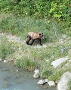 golden grizz.jpg