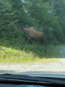 Moose.jpg