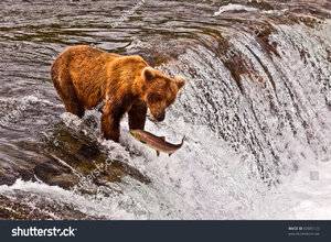 BrownBear.jpg