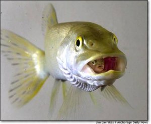 fishinfish.jpg
