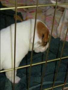 bgpups2sumb.jpg