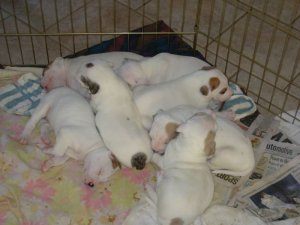 bgpups3sumb.jpg