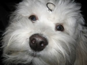 BaileysBling08.jpg