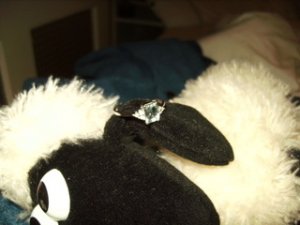 BILD1445987234.jpg