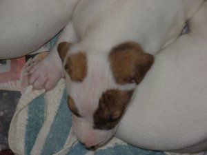 bgpups4sumb.jpg