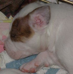 bgpups7sumb.jpg