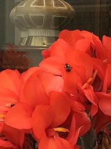 beeonflower.jpg