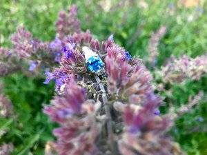 IMG_7070.jpg