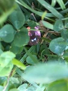 Lotus Garnet 2.JPG