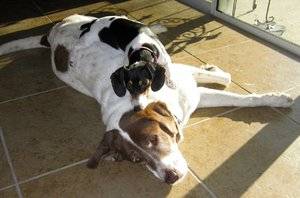 Max & Moxie.jpg