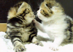 catlove.gif