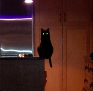 halloweenfrankie.jpg.png