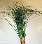 bear grass.jpg