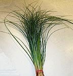 bear grass.jpg