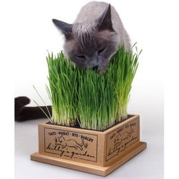 catgrass.jpg