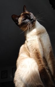 sillycat2.jpg sillycat2.jpg