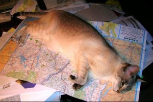 on map helping 2.jpg