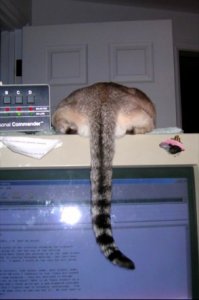 helping on monitor.jpg
