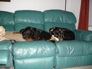 doggies 01000111111.jpg