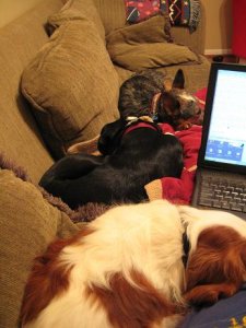 BlenheimsDogsFurniture.jpg