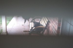 doggies 22220000000000.jpg