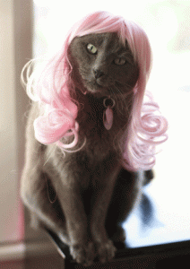kittywig.gif