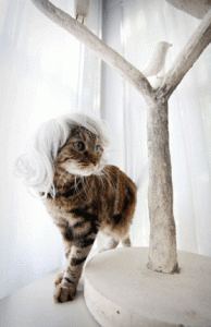 kittyvogue.gif