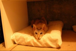 under desk 2.jpg