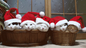 merrychristmascats.gif
