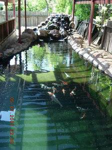 koi 12301a.jpg