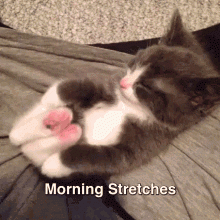 morningstretches.gif