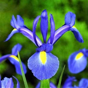 sqDutch_Iris_Blue_Diamond.IBULB_5_1400x.jpg sqDutch_Iris_Blue_Diamond.IBULB_5_1400x.jpg