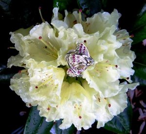 RhododendronButterfly.JPG